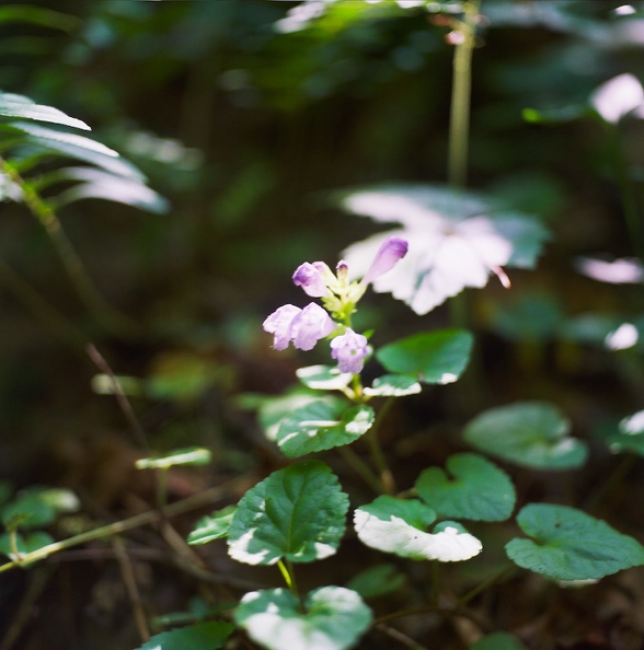 04_Red River Gorge_ June 18_ 2010.jpg